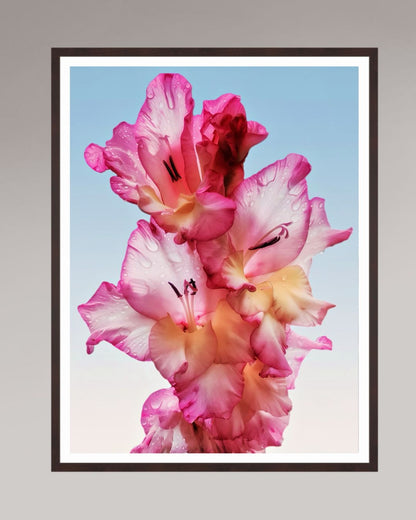 Photographie fine art encadrée Floral Dew, format 75×100 cm, fleur rose lumineuse en tirage d’art.


