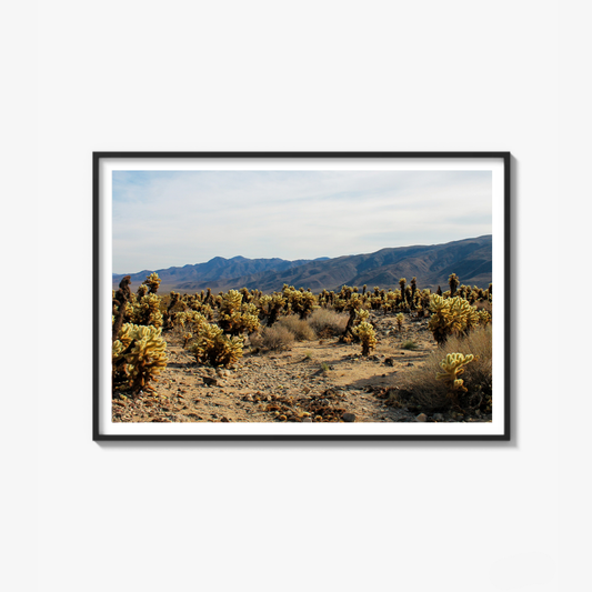 Joshua Tree