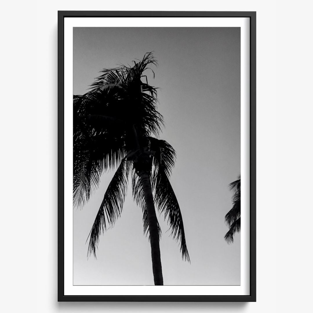 Timeless Palms