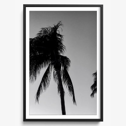 Timeless Palms
