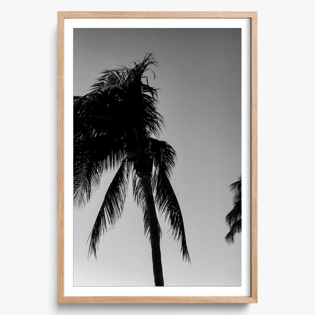 Timeless Palms