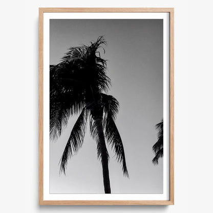 Timeless Palms