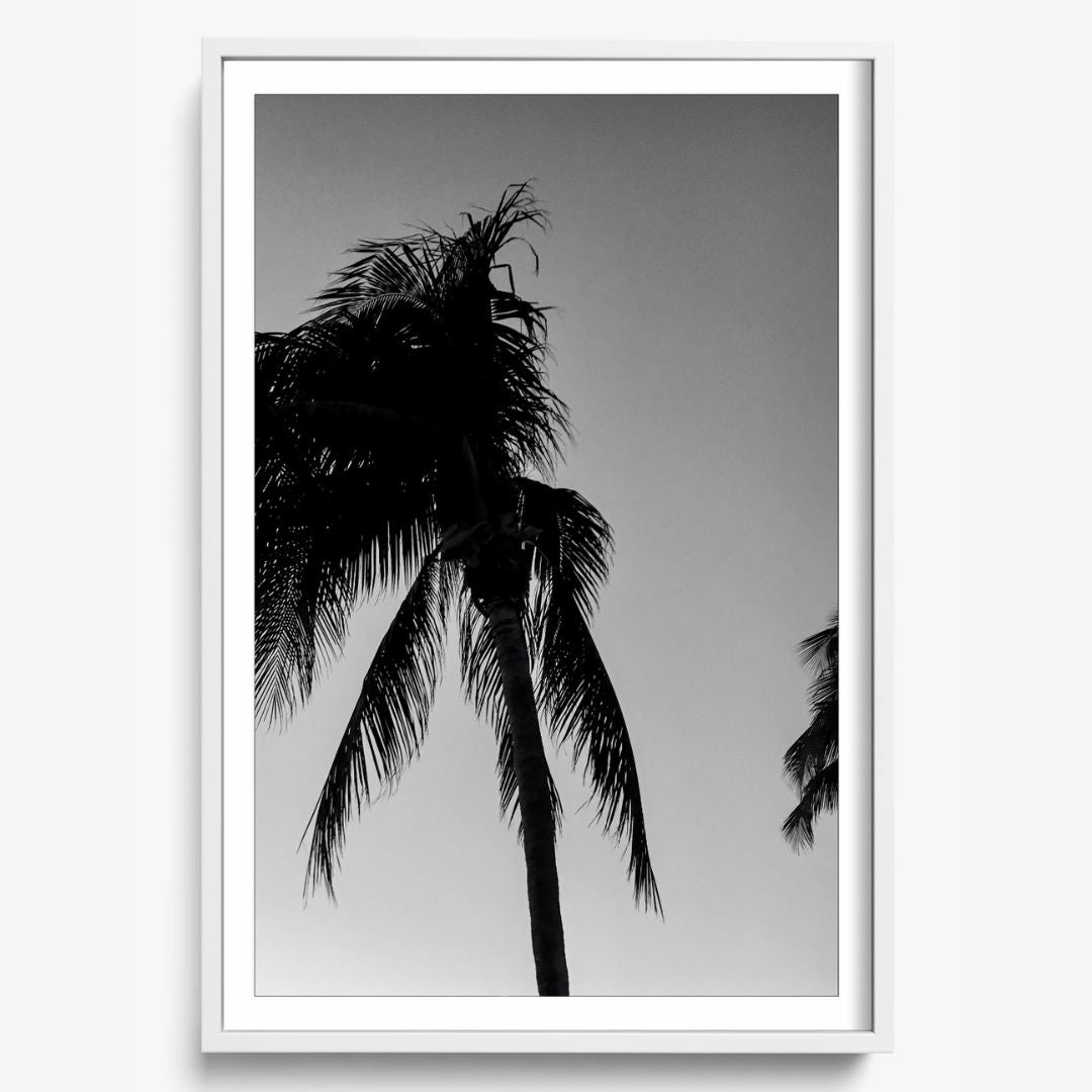 Timeless Palms