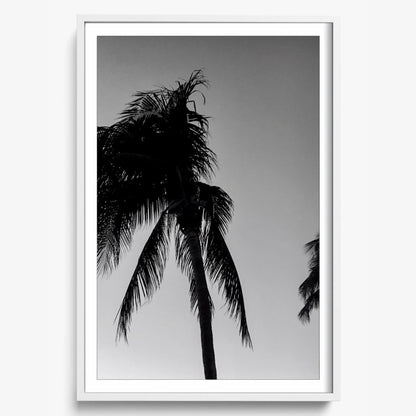 Timeless Palms