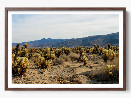 Photographie Fine Art de Joshua Tree encadrée dans un cadre en noyer, représentant un paysage naturel lumineux et moderne, idéale pour la décoration murale d’un intérieur contemporain.