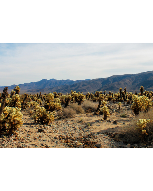 Photographie Fine Art du parc Joshua Tree montrant un paysage désertique lumineux avec ses arbres emblématiques, idéale pour une décoration murale moderne et naturelle.