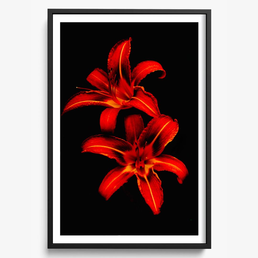 Red Lilies