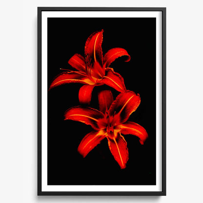 Red Lilies