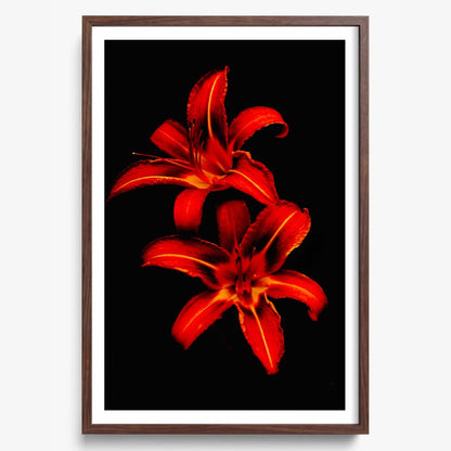 Red Lilies