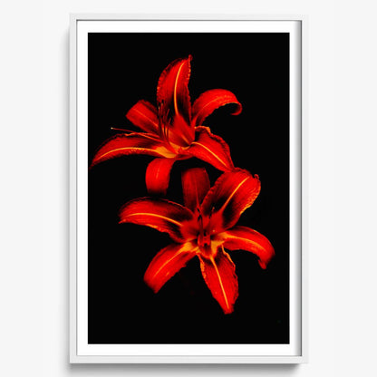 Red Lilies