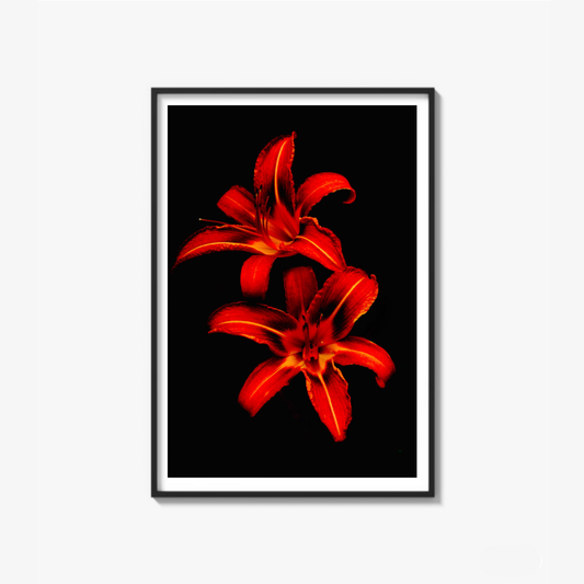 Red Lilies