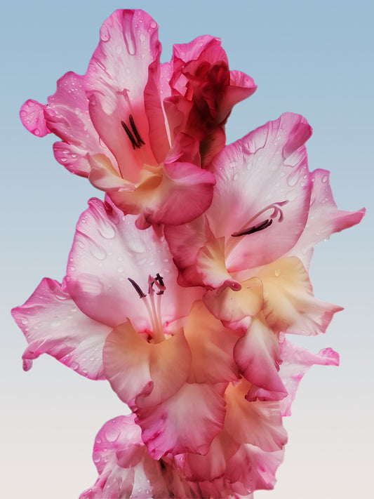 Photographie fine art “Floral Dew” de Maxime Guengant : gros plan de fleurs ornée de gouttes d’eau, révélant leurs délicatesse et couleurs.