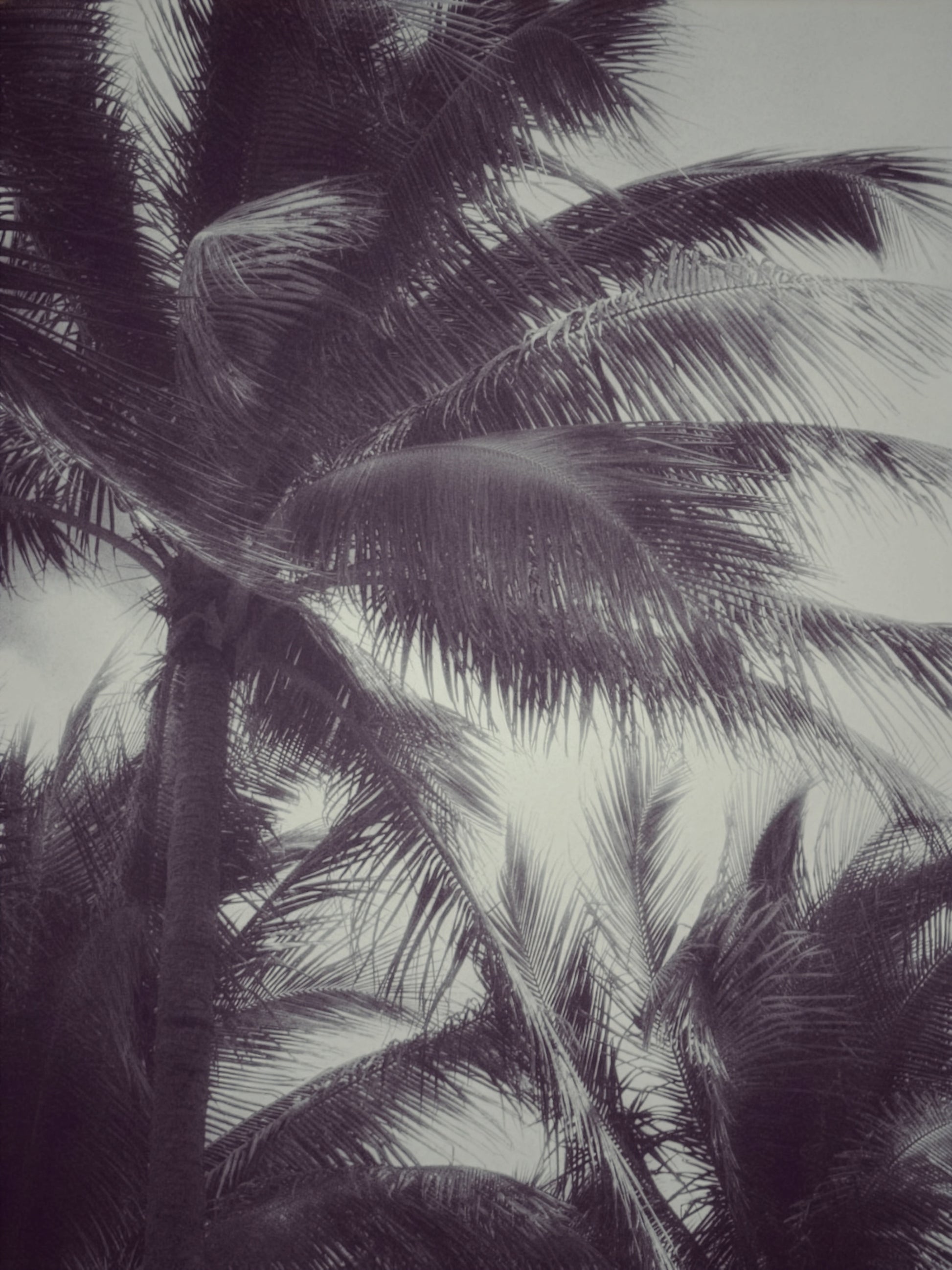 Photographie fine art “Tropical Breath” de Maxime Guengant, représentant des palmiers vus d’en bas, animés par le vent dans une ambiance tropicale et minimaliste.