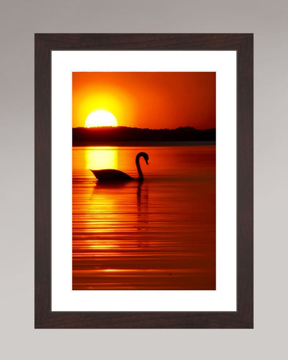 Photographie d’art encadrée The Swan, format 20×30 cm, cygne au coucher du soleil sur eau calme.