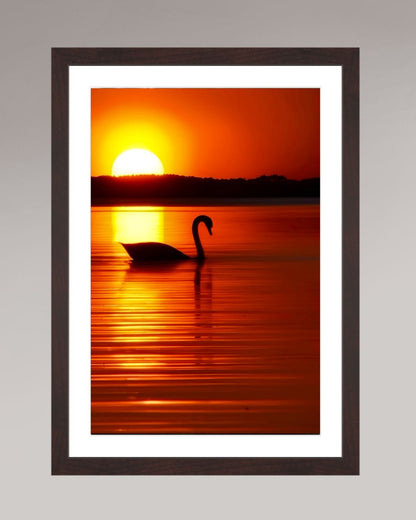 Photographie d’art encadrée The Swan, format 30×45 cm, cygne au coucher du soleil sur eau calme.