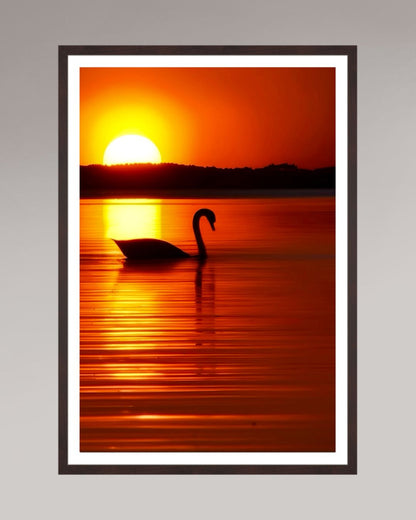Photo d’art encadrée The Swan, format 60×90 cm, cygne solitaire dans une lumière chaude sur l’eau.