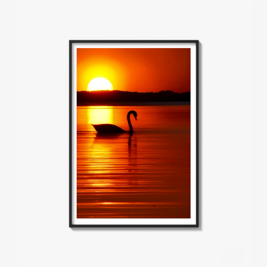 The Swan