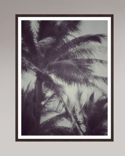 Photo d’art encadrée Tropical Breath, format 75×100 cm, composition tropicale en noir et blanc, palmiers en mouvement.
