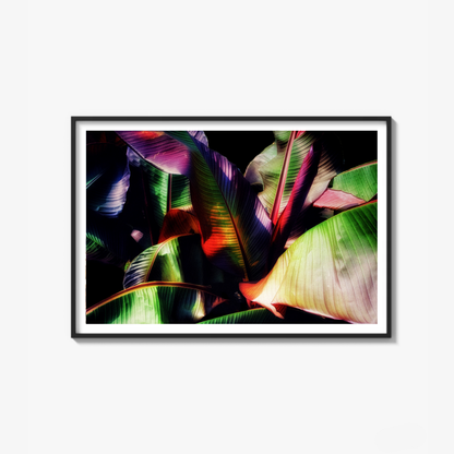 Tropical Embrace
